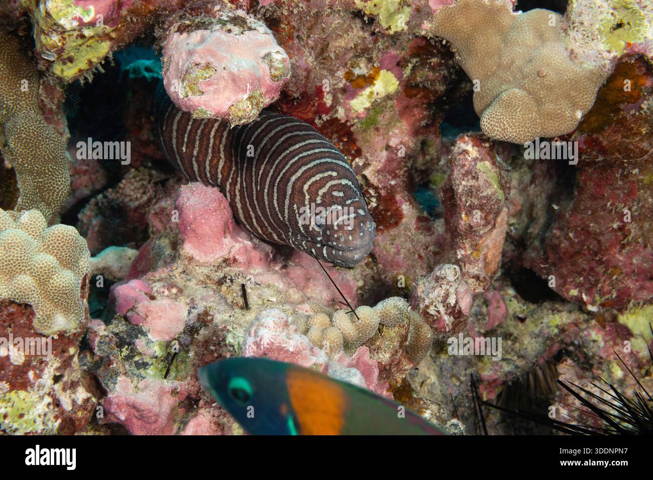 zebra Moray anguilla, o puhi, Gymnomuraena zebra, con la spina dorsale di ricci di mare spinti lunghi bloccati nella mascella dopo aver mangiato ricci di mare, North Kona, Hawaii, Stati Uniti Foto Stock