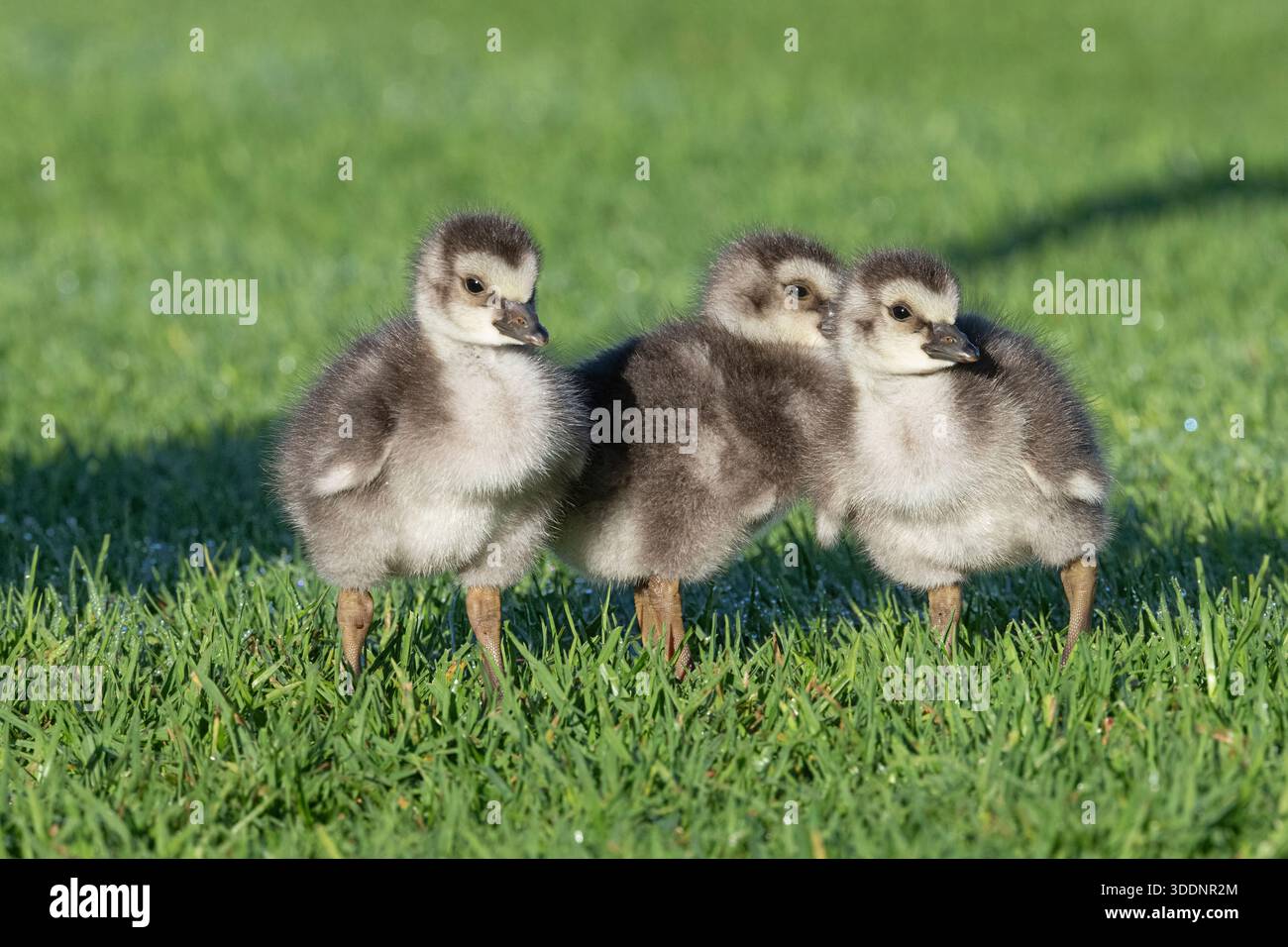 nene o oca hawaiana, goslings, Branta sandvicensis ( specie endemica ), l'oca più rara del mondo, Waikoloa, South Kohala, Hawaii Island ( The Big i Foto Stock