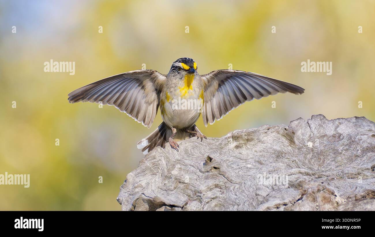 Un uccello pardalote striato giallo (Pardalotus striatus ornatus) con le ali aperte in un'esposizione sottomessa di accoppiamento su un tronco alla luce del mattino Foto Stock