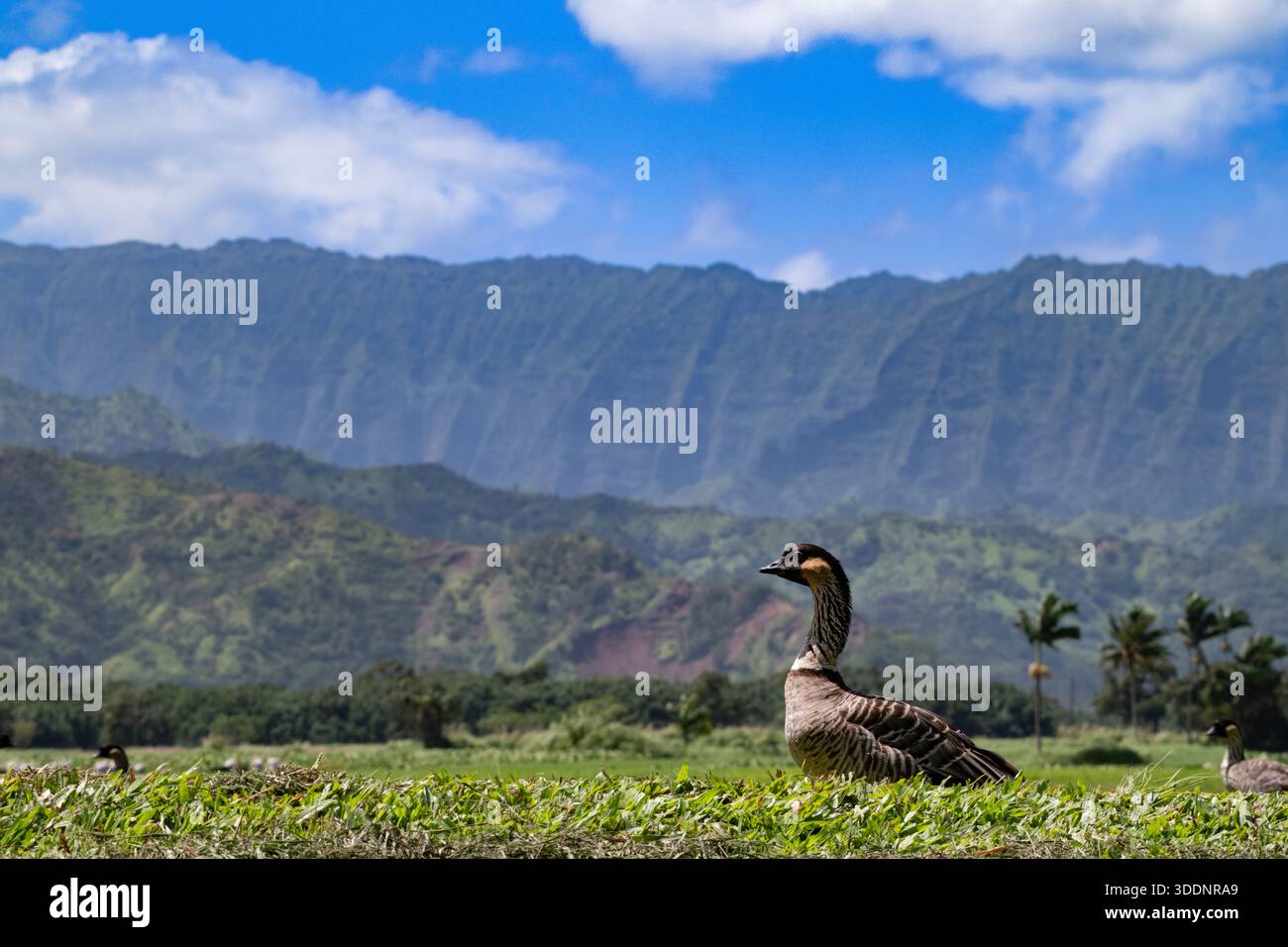 nene o oca hawaiana, Branta sandvicensis ( specie endemica ), Hanalei National Wildlife Refuge, costa nord, Kauai, Hawaii, USA Foto Stock