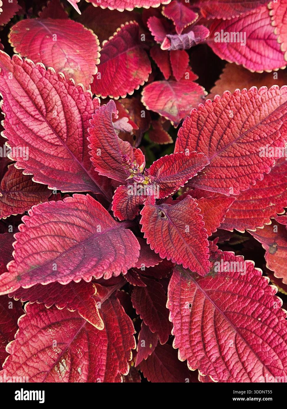 Primo piano dello stabilimento di Coleus Foto Stock