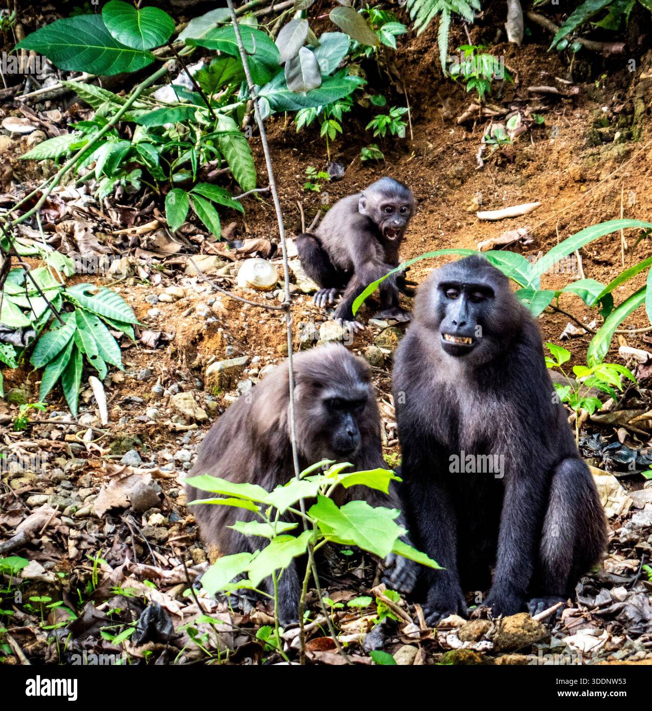Una famiglia di esercizi in un ambiente forestale, con vegetazione lussureggiante e terreno terreno terreno. Foto Stock