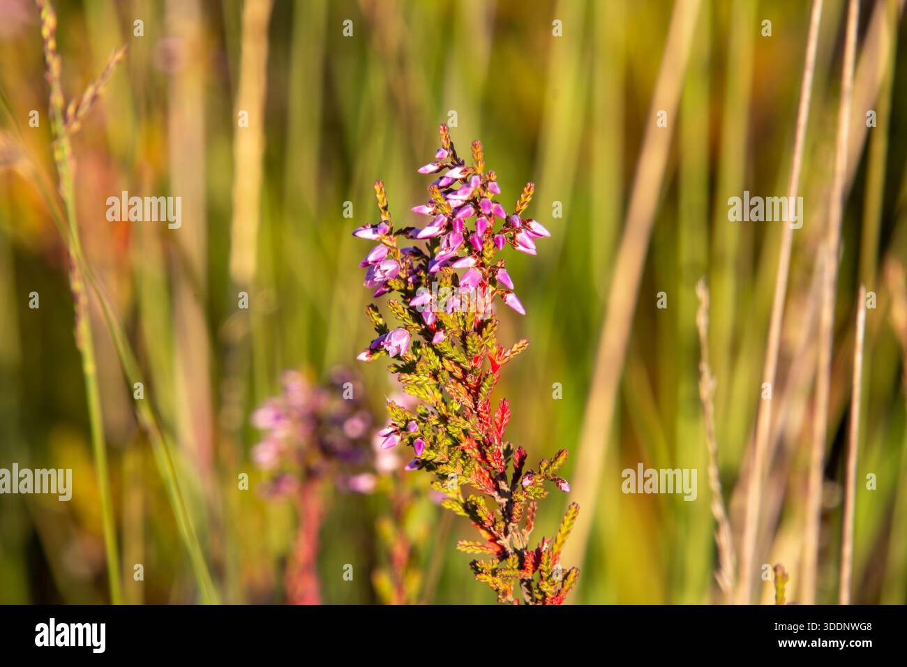 Primo piano di erica da una vista ad angolo basso. Foto paesaggistica della brughiera della Veluwe nei Paesi Bassi. Foto Stock
