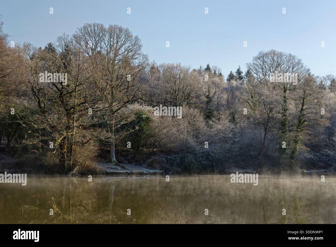 Nebbia che si innalza dal laghetto di Cannop inferiore orlata da alberi ghiacciati in una fredda mattina d'inverno, Forest of Dean, Gloucestershire, Regno Unito, gennaio 2025. Foto Stock