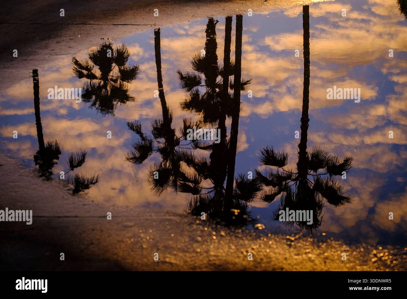 Le palme si riflettono in una pozzanghera, Venice Beach, Los Angeles, California, Stati Uniti Foto Stock