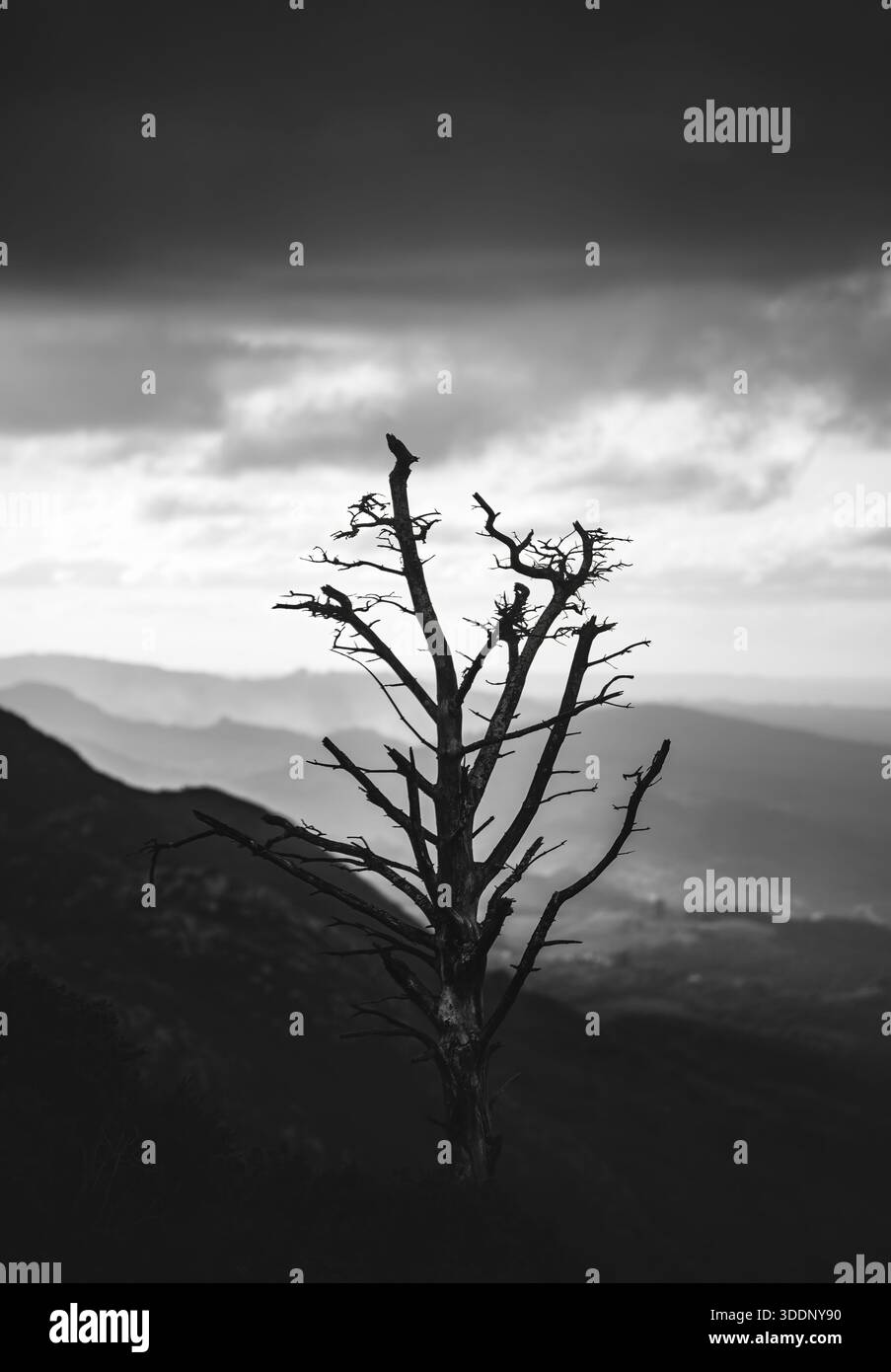 Immagine in bianco e nero di un albero morto nella Sierra del Sueve al tramonto, buio, monocromatico, verticale Foto Stock