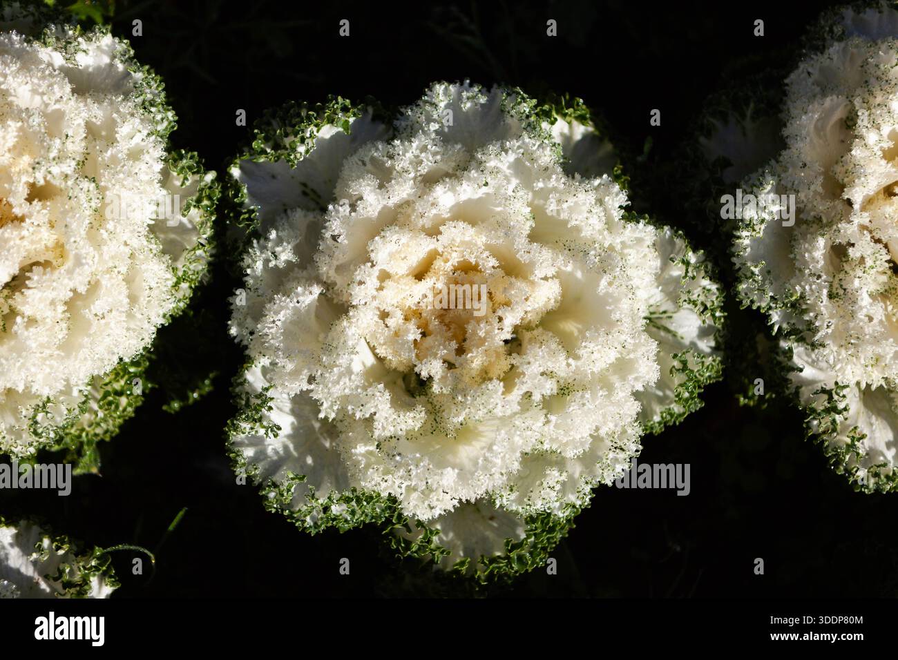 Vista ravvicinata dei fiori di cavolo bianco. Pianta singola di cavolo. Foto Stock