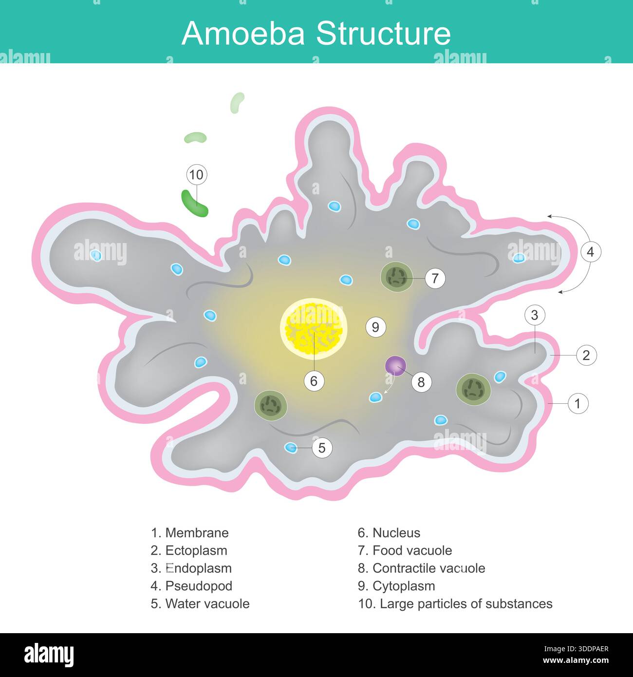 I componenti chiave etichettati includono il nucleo, il citoplasma, la membrana e gli pseudopodi utilizzati per la locomozione e ingolfare grandi particelle di cibo tramite fagocitosi Illustrazione Vettoriale