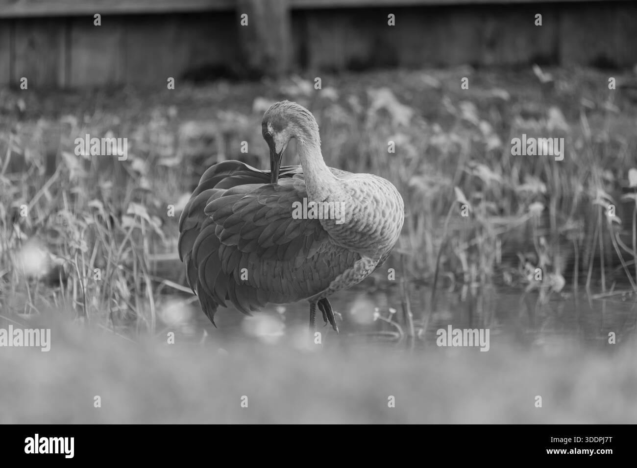Una coppia di gru delle praterie si erge con grazia nel loro habitat naturale di zona umida, mostrando le loro lunghe zampe distintive, i colli eleganti e il rosso sorprendente Foto Stock