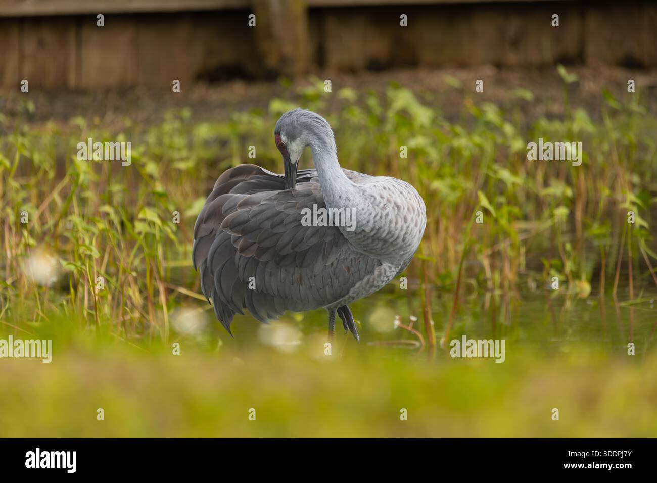 Una coppia di gru delle praterie si erge con grazia nel loro habitat naturale di zona umida, mostrando le loro lunghe zampe distintive, i colli eleganti e il rosso sorprendente Foto Stock