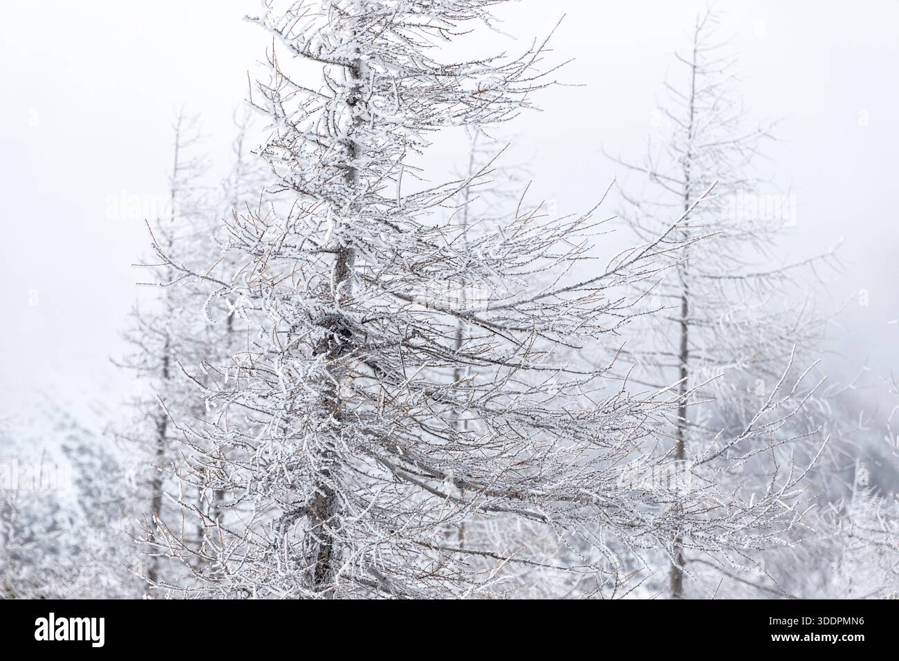 rami ghiacciati su un larice di montagna in una mattina invernale nevosa sul passo vrsic delle alpi giulie nel parco nazionale del triglav in slovenia, tempesta di neve, nebbia Foto Stock