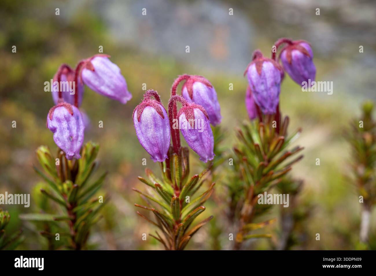 Blue Mountain Heath; Phyllodoce caerulea; Norvegia Foto Stock