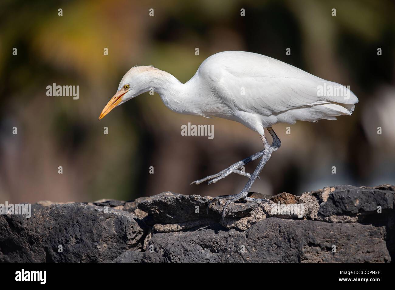 Egret bovino; Bubulcus ibis; su un muro; Isole Canarie; Spagna Foto Stock