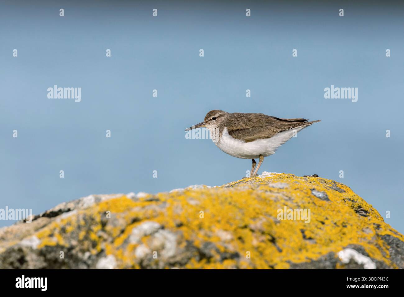 Common Sandpiper; Actitis hypoleucos; on Lichen Covered Rock; UK Foto Stock