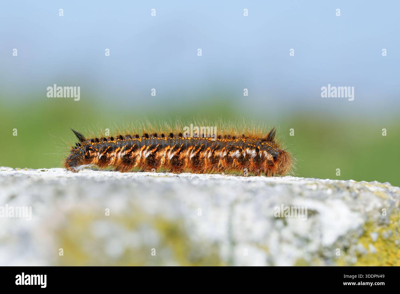 Bevitore Moth; Euthrix potatoria; Larva; Regno Unito Foto Stock