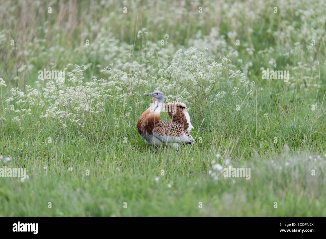 Great Bustard; Otis tarda; in prezzemolo di mucca; UK Foto Stock