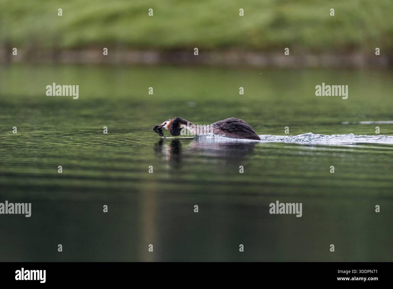 Great Crested Grebe; Podiceps Cristatus; display; Regno Unito Foto Stock