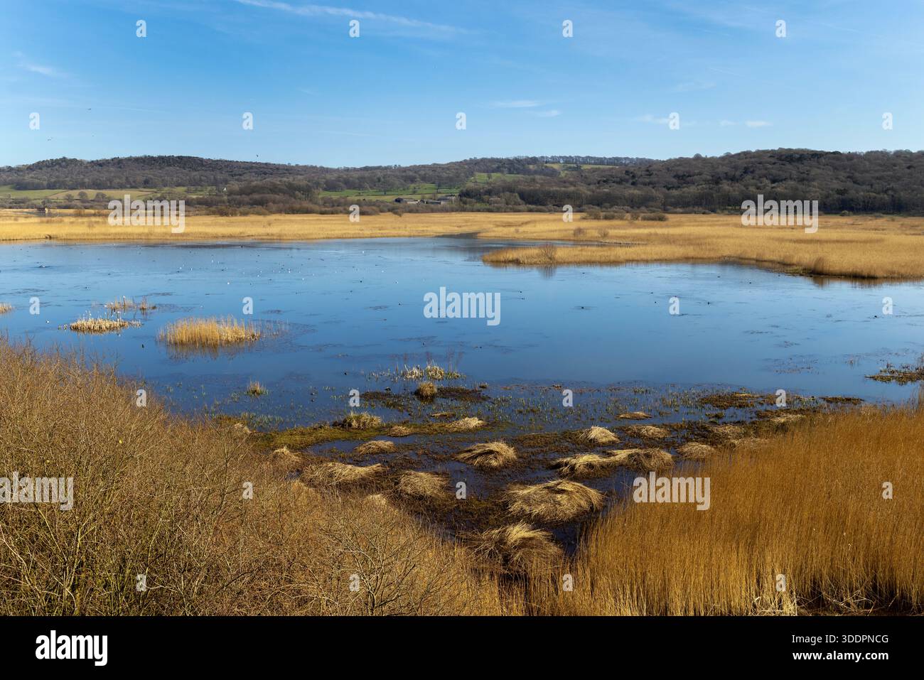 Leighton Moss; RSPB Riserva; Lancashire, Regno Unito Foto Stock