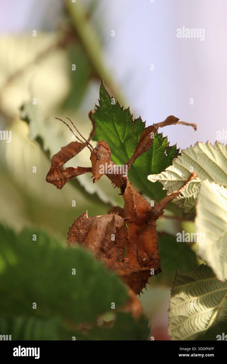 Una grande Phasmatodea si nasconde nelle foglie di mora. e' un animale fantastico Foto Stock