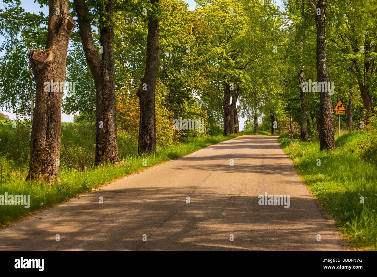 Strada di campagna fiancheggiata da alberi verdi ed erba nella regione della Masuria in Polonia durante la tarda primavera. Foto Stock