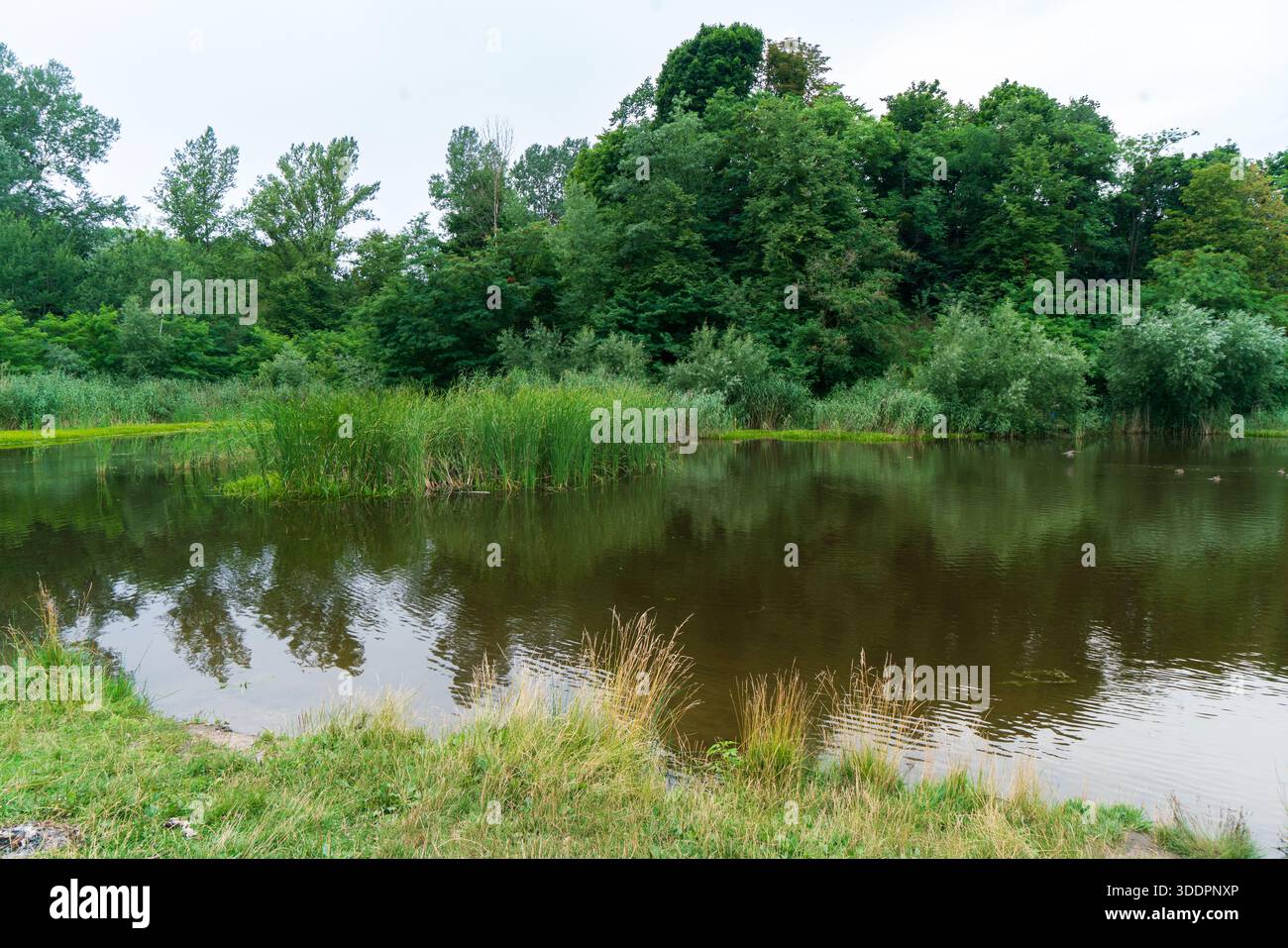 Stagno calmo con riflessi degli alberi, canne e rigogliosa foresta verde in una giornata estiva nuvolosa, Lviv, Ucraina Foto Stock