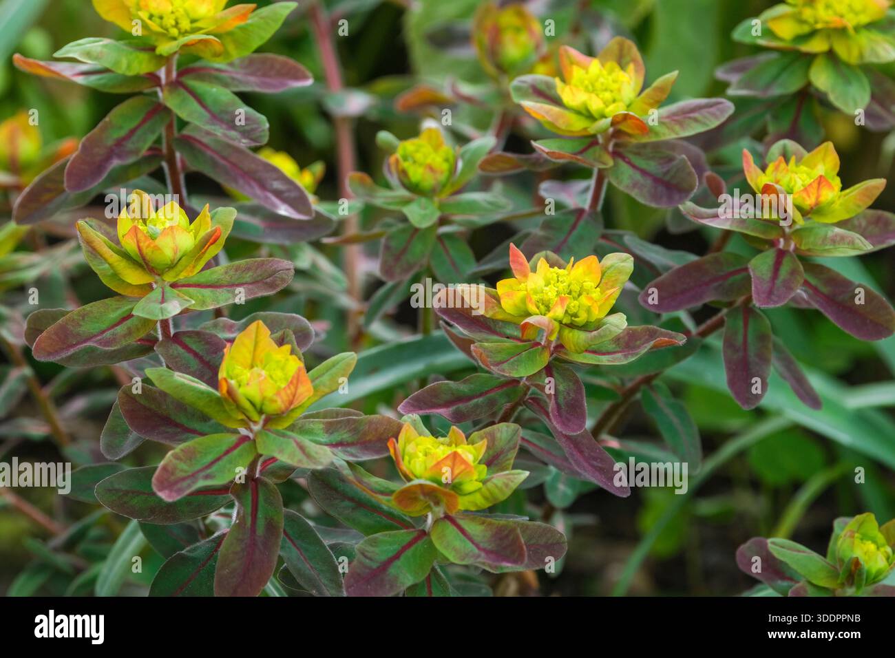 Euphorbia epithymoides Bonfire, spurge Bonfire, foglie strette, blu-verdi arrossate di viola, ammassi di fiori giallo zolfo Foto Stock