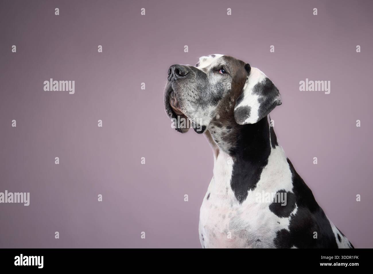 La testa del cane viene girata verso l'alto come se osservasse qualcosa. Il suo aspetto è calmo ed espressivo. Foto Stock