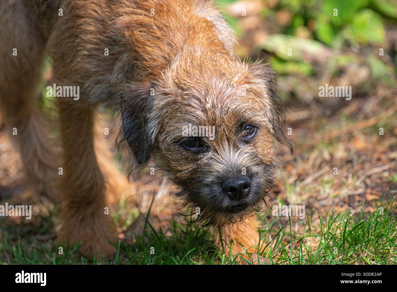 Cane maschio Border terrier, Regno Unito Foto Stock