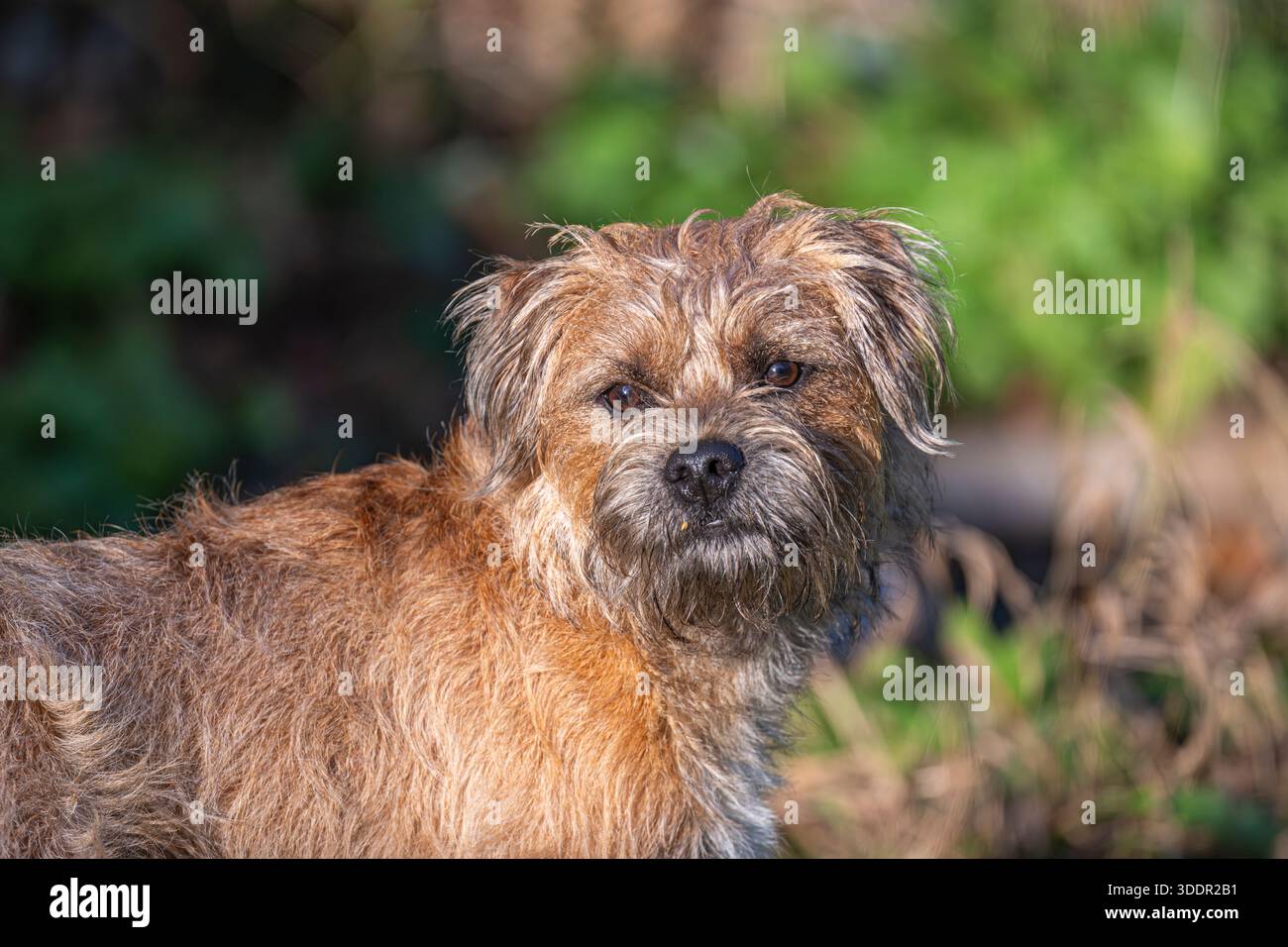 Cane maschio Border terrier, Regno Unito Foto Stock