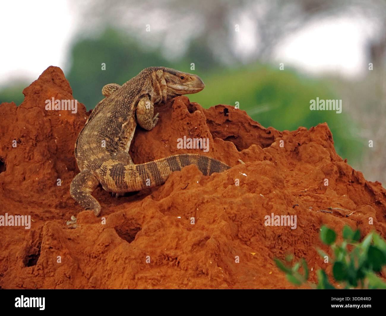 Caccia alla savana o al varano (Varanus albigularis) sul tumulo di termiti della terra rossa nella Galana Conservancy Kenya Africa Foto Stock