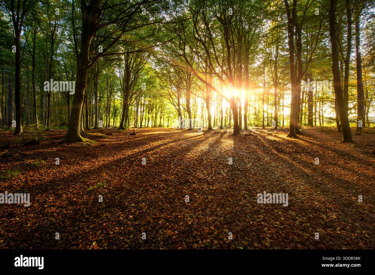 L'alba scoppia tra gli alberi della foresta con foglie autunnali che coprono il terreno boschivo. Paesaggio naturale nel Norfolk, Inghilterra Foto Stock