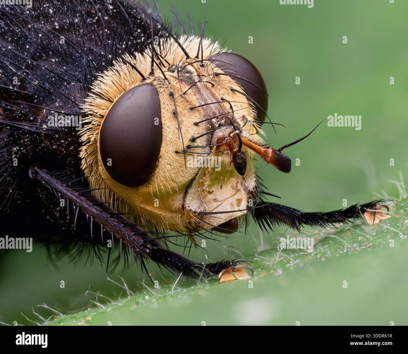 Tachina grossa tachinide volano da vicino. Tipperary, Irlanda Foto Stock