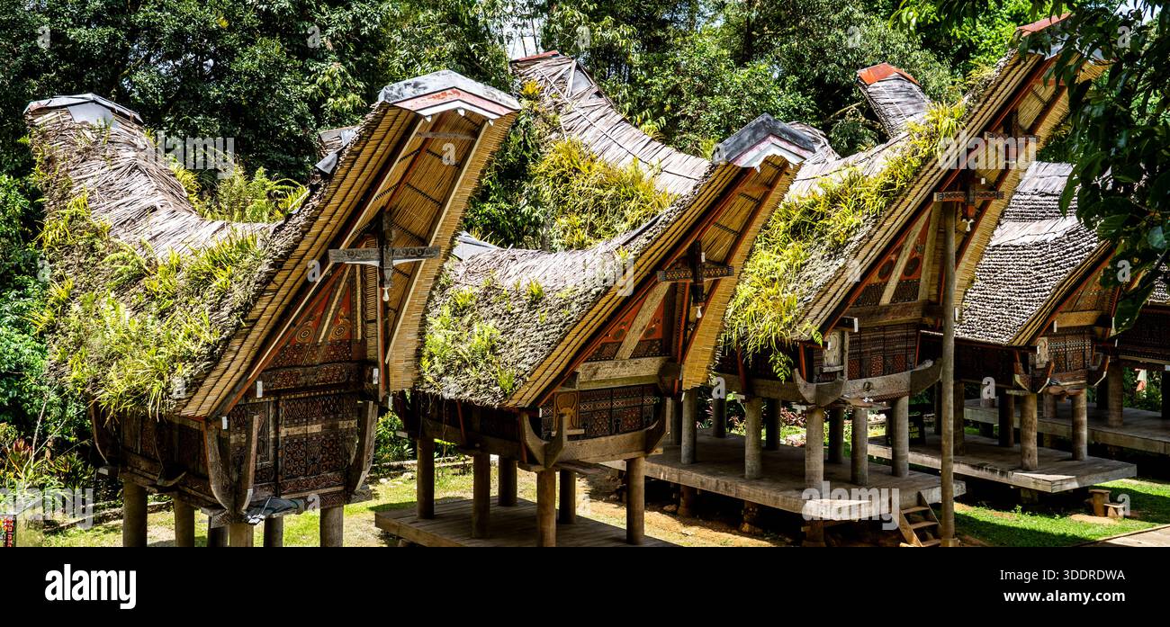 Tradizionali case Toraja con tetti a forma di barca in un ambiente lussureggiante. Foto Stock