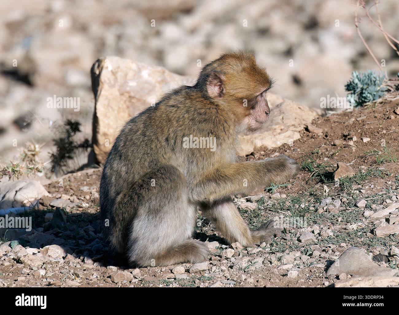 Barbary macaque, Barbary ape or magot, Berberaffe, Macaque de Barbarie, Macaca sylvanus, berber makákó, Regno del Marocco, Nord Africa Foto Stock