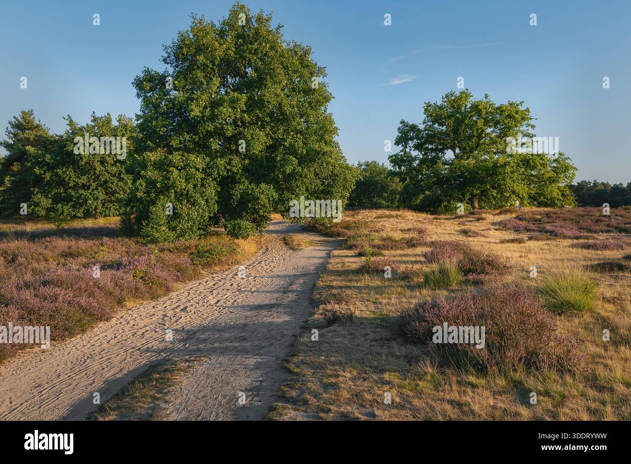 Strada non asfaltata attraverso brughiera con erica e alberi occasionali Foto Stock