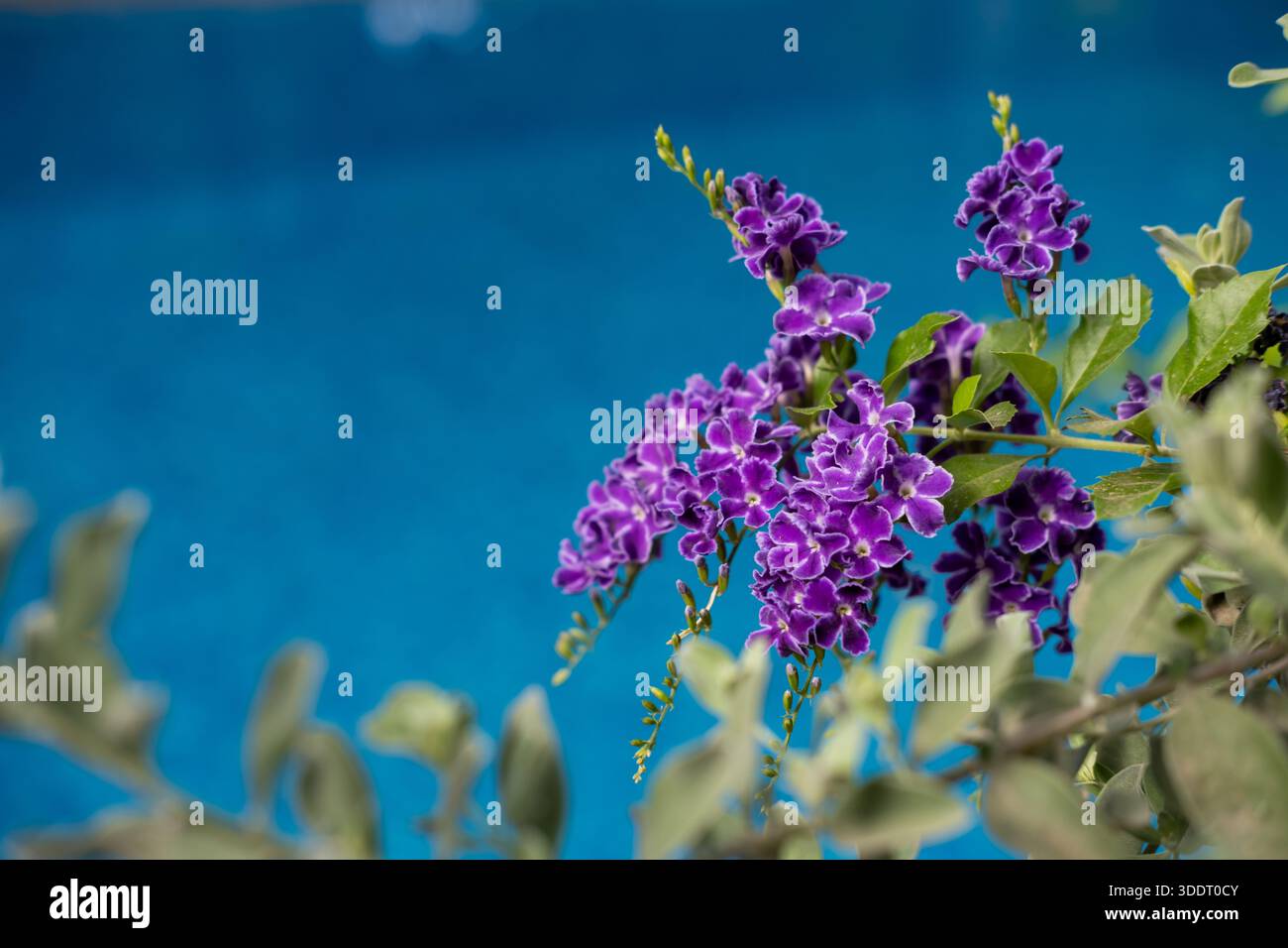 Duranta erecta (goccia d'oro) fiori viola che fioriscono accanto a una piscina al Cairo, Egitto Foto Stock