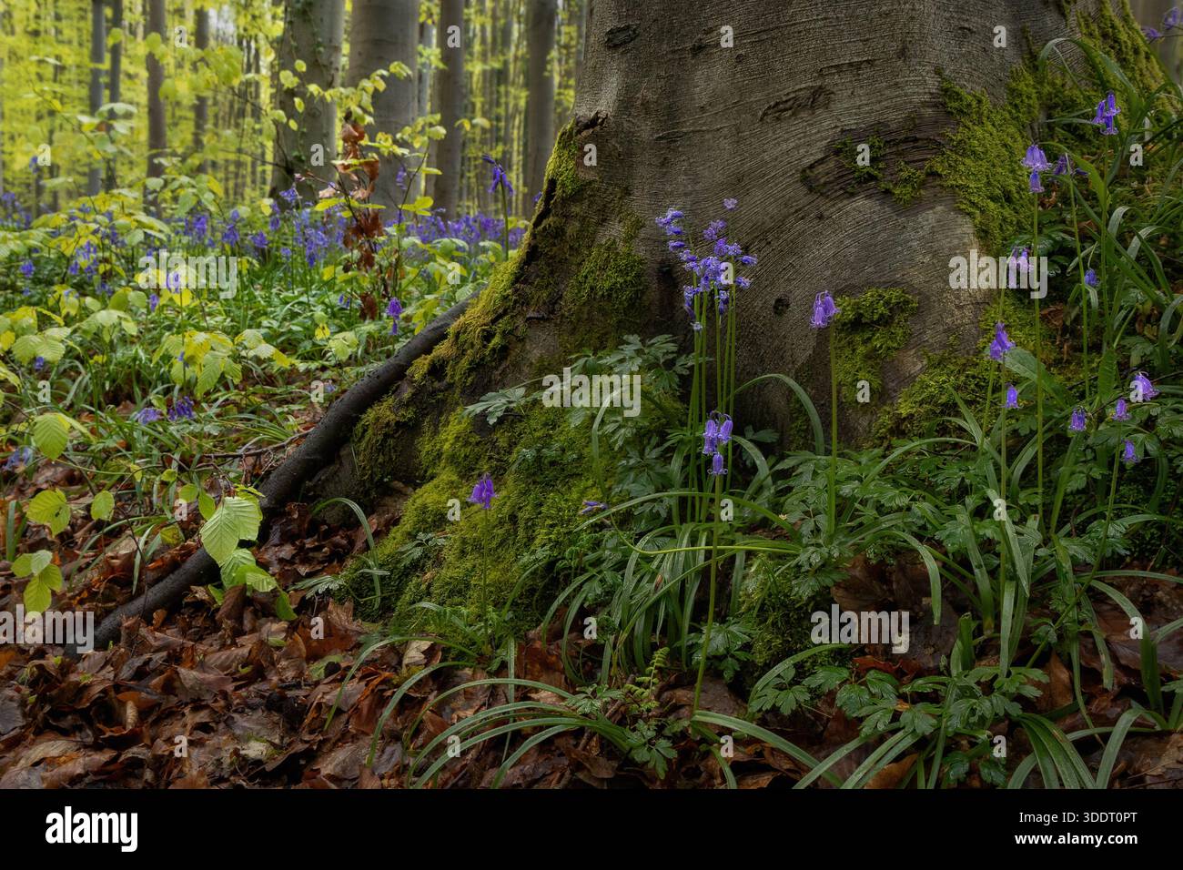 I campanelli fioriscono nel bosco in primavera Foto Stock