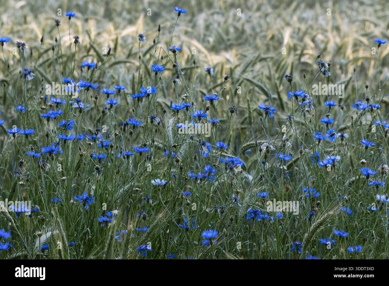 Fiori di mais blu nel campo della segale Foto Stock