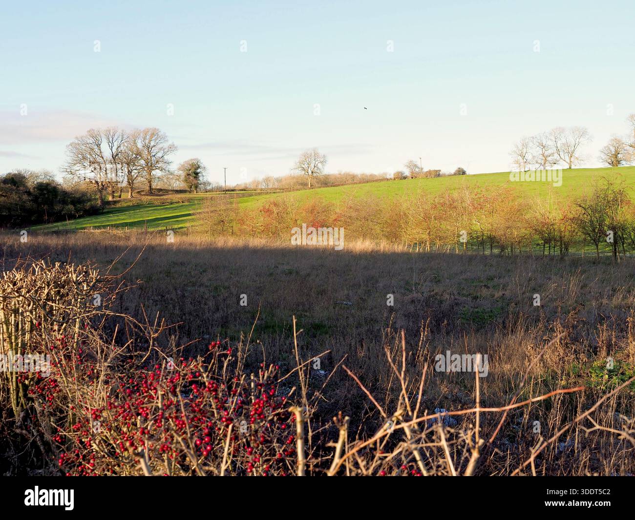 Vista del pascolo vicino al Grand Union Canal, Stoke Bruerne, Northamptonshire, Regno Unito Foto Stock