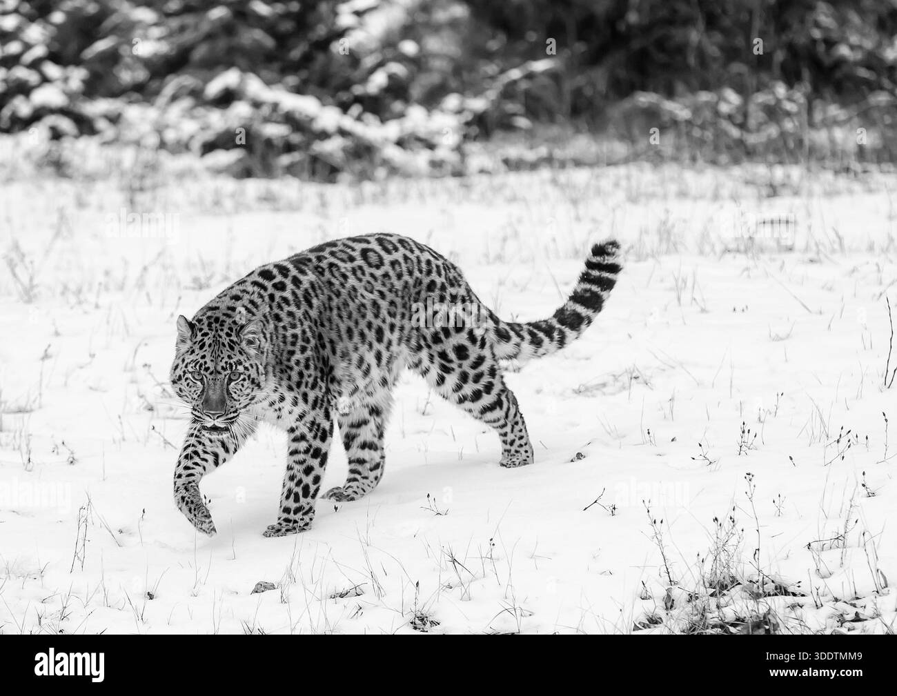 Un leopardo Amur si muove silenziosamente attraverso una foresta innevata, un cappotto dorato addossato contro le derive bianche, occhi affilati che scansionano le prede mentre insegue con la pazienza Foto Stock