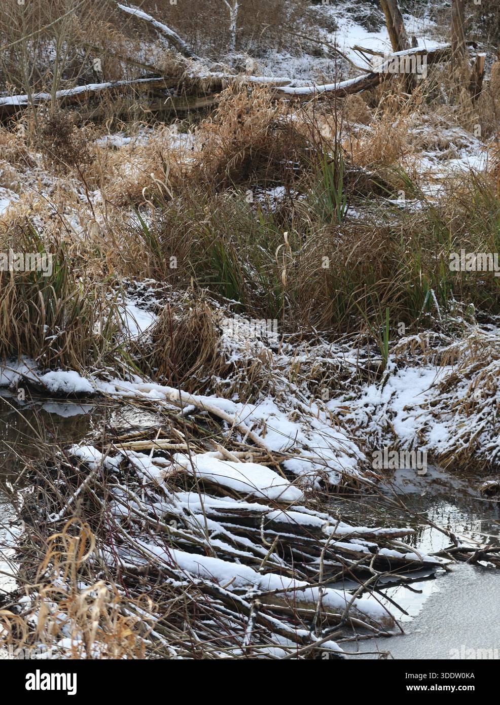 Grande e quasi romantico rifugio Beaver in inverno Foto Stock