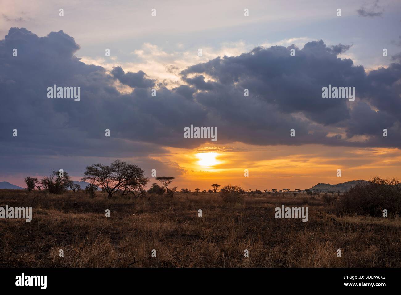 L'alba del mattino scoppiò attraverso le nuvole su una foresta di alberi di acacia nell'ambiente aspro della savana nella riserva nazionale di Masai Mara, Kenya, A. Foto Stock