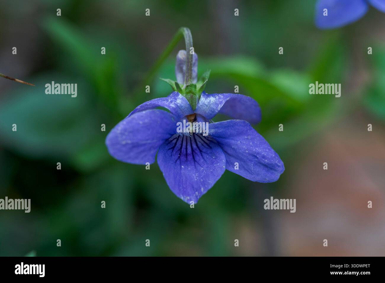 Un primo piano di una Viola riviniana, o un cane-violetto comune, che mostra vivaci petali blu con venature delicate su uno sfondo verde, evidenziando la sua n Foto Stock
