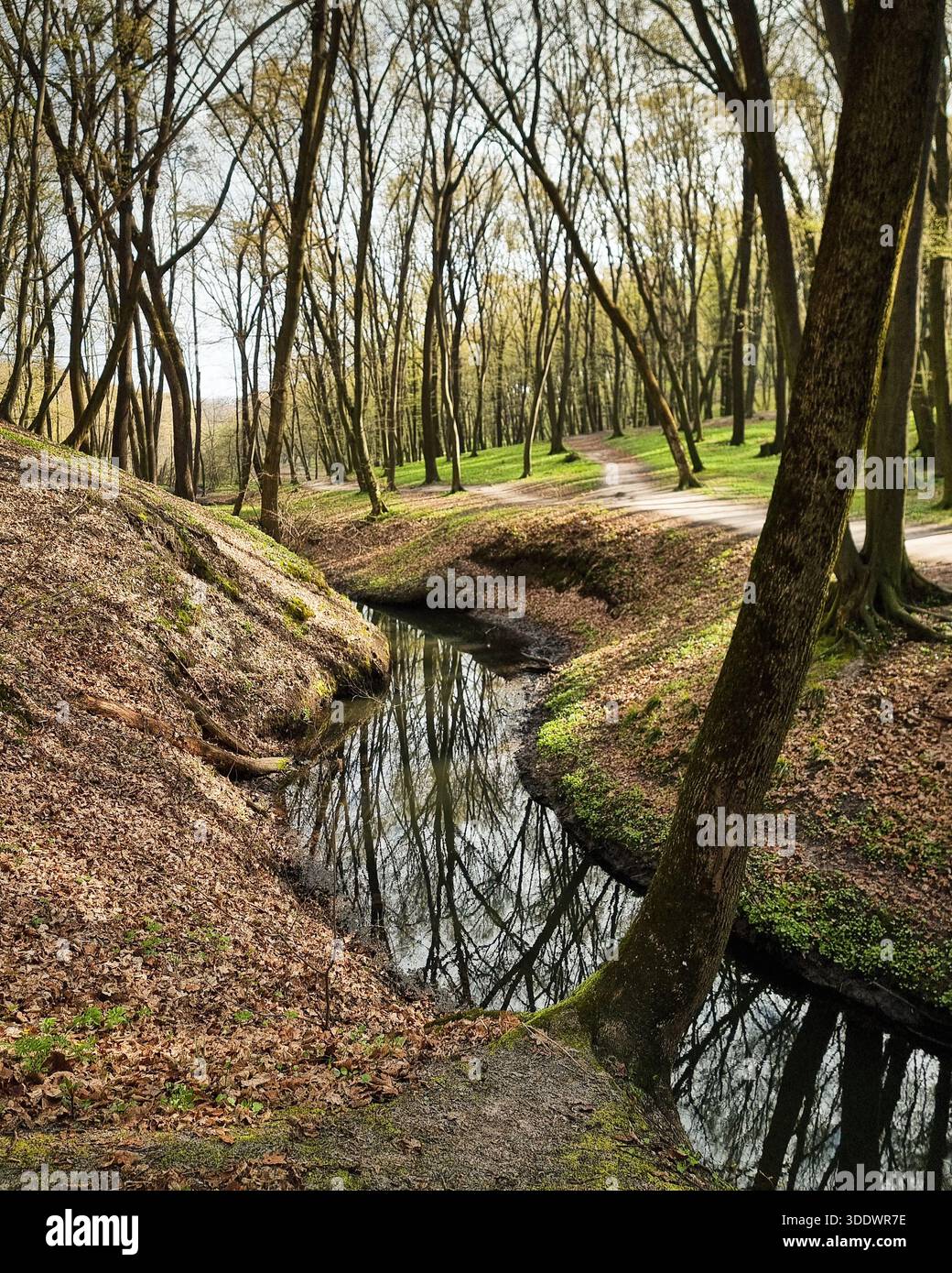 Ruscello panoramico e sentieri per passeggiate in un parco primaverile. Serenità del parco: Uno stretto ruscello che si intaglia attraverso una foresta illuminata dal sole. Foto Stock