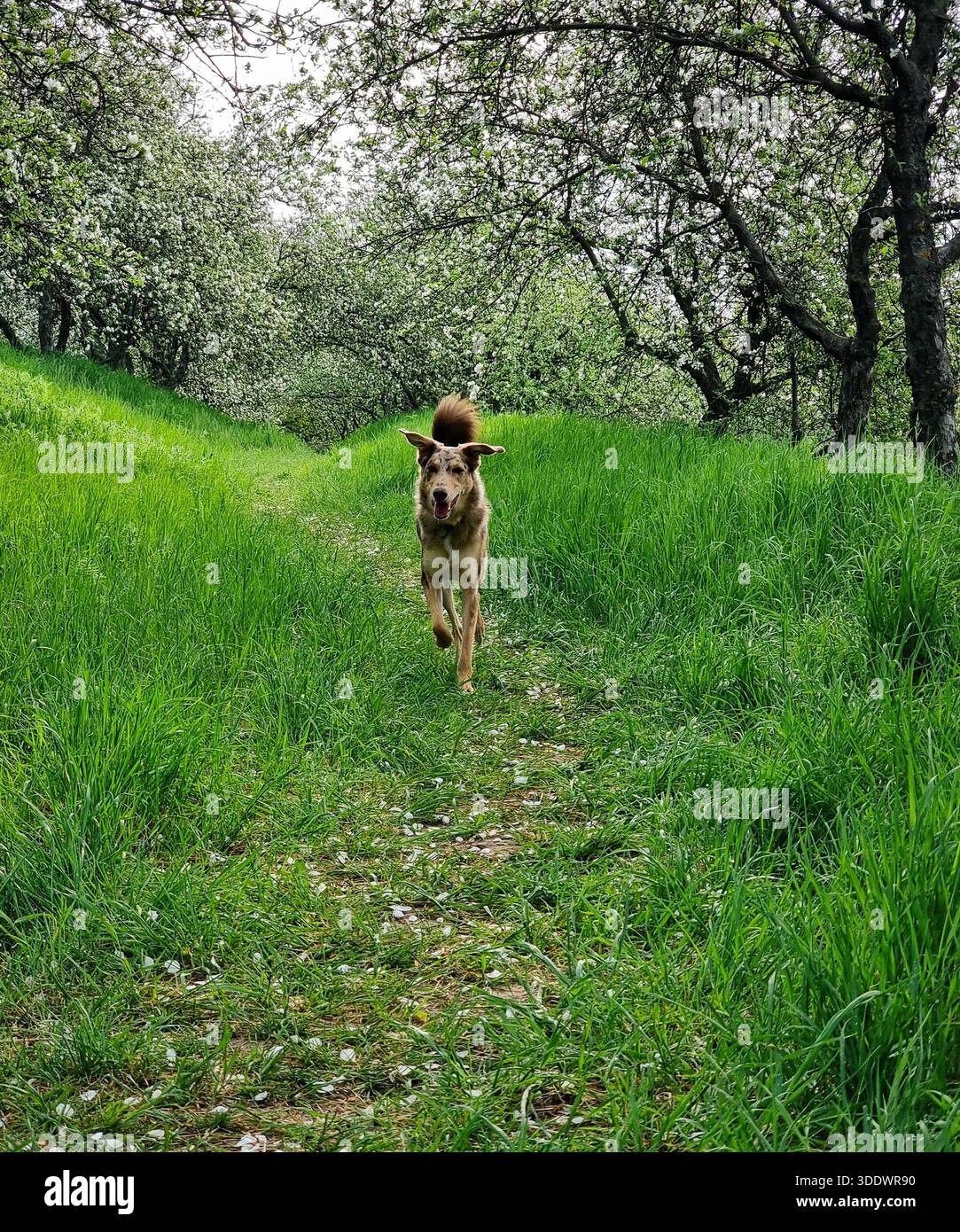 Cane felice che corre attraverso un frutteto primaverile in fiore. Foto a livello di occhi di un cane marrone che corre direttamente verso la telecamera su un sentiero boschivo erboso. Foto Stock