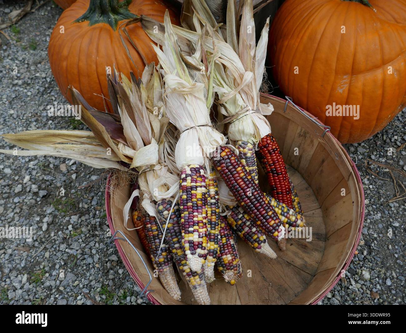 Mostra festiva il giorno del Ringraziamento con mais ornamentale e zucche all'aperto Foto Stock