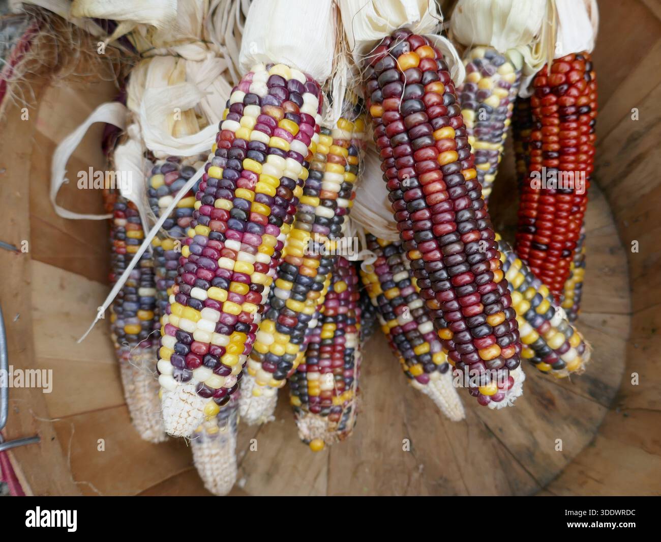Granoturco ornamentale con vari colori di chicchi nel cestello per l'esposizione delle vacanze Foto Stock