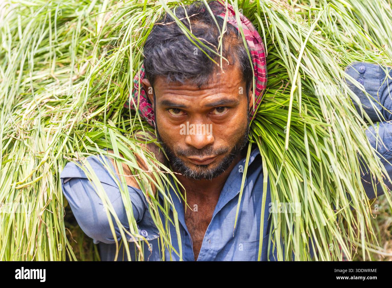 Dhaka, Bangladesh - 19 febbraio 2025: Veduta dello sguardo determinato di un contadino attraverso la verdeggiante risaia, il suo velo rosso un vibrante contrasto contro Foto Stock