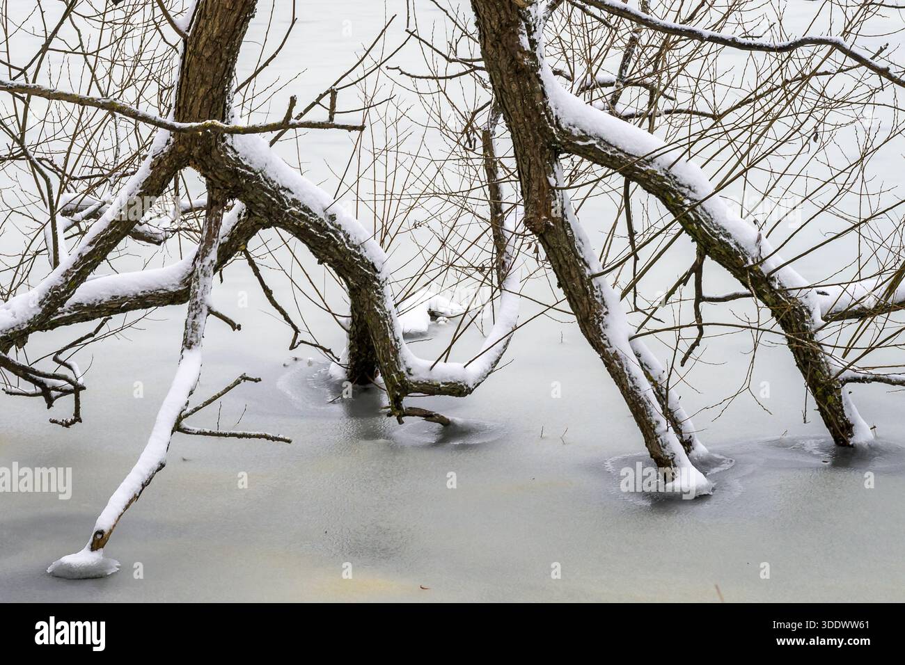 Rami d'albero congelati solidi nel ghiaccio Foto Stock