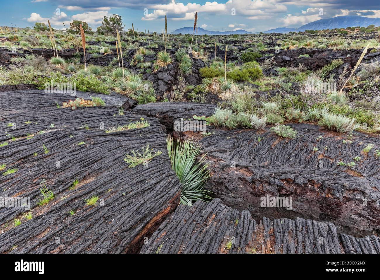 Il Carrizozo Malpais Pahoehoe Lava Flow si estende attraverso l'alto deserto del New Mexico centro-meridionale Foto Stock
